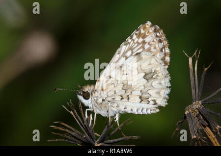 Tropical Checkered-Skipper, Burnsius oileus, maschio Foto Stock