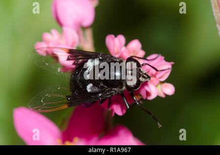 Cactus messicani Fly, Copestylum mexicanum, su Coral vite, Antigonon leptopus Foto Stock