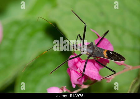 Assassin Bug, Zelus janus, su Coral vite, Antigonon leptopus Foto Stock