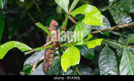 Enorme grasshoper su una foglia nella giungla Foto Stock