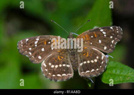 Texan Crescent, Anthanassa texana, femmina su mist fiore, Conoclinium sp. Foto Stock