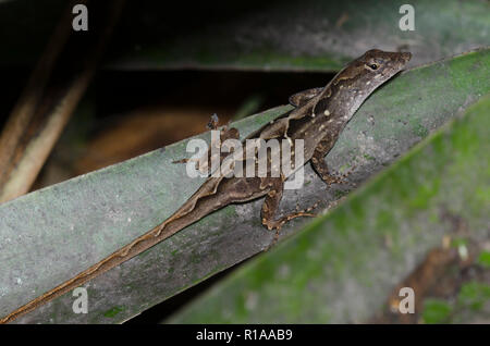 Anole marrone, Anolis sagrei Foto Stock