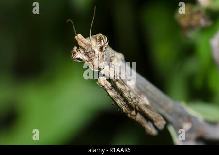 Texas Unicorn Mantis, Phyllovates chlorophaea Foto Stock