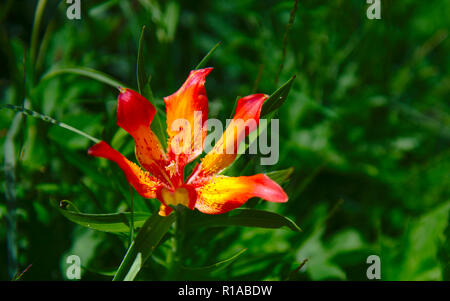 Aprire il fiore del fuoco Lily visto nelle alpi svizzere Foto Stock