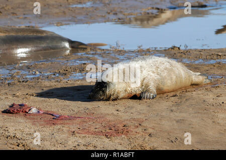 Guarnizione grigio pup (Halicheorus grypus) Foto Stock