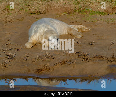 Guarnizione grigio pup (Halicheorus grypus) Foto Stock