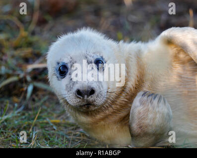 Guarnizione grigio pup (Halicheorus grypus) Foto Stock