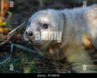 Guarnizione grigio pup (Halicheorus grypus) Foto Stock