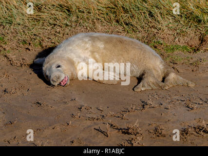 Guarnizione grigio pup (Halicheorus grypus) Foto Stock