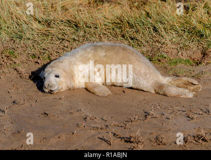 Guarnizione grigio pup (Halicheorus grypus) Foto Stock