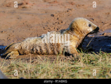 Guarnizione grigio pup (Halicheorus grypus) Foto Stock