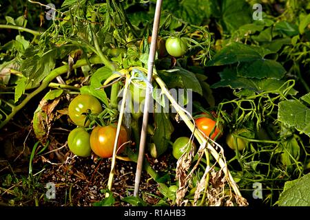 Pomodori sulla vite verde passando per la frutta rossa giocò per il supporto nel ricco di nutrienti organici del suolo cibo sano Foto Stock