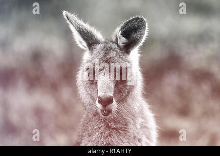 Kangaroo , hall.s gap III - Australia Foto Stock