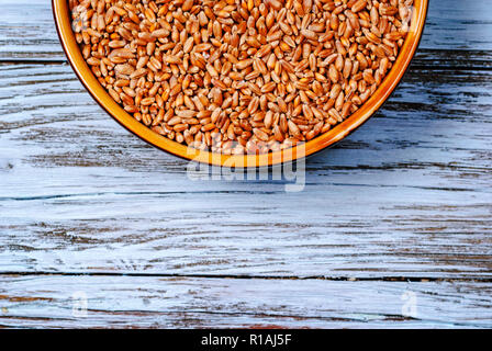 Chicco di grano in un recipiente su un tavolo blu, vista dall'alto Foto Stock