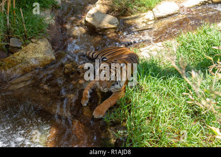 Una tigre di Sumatra rilassante da un corso d'acqua in San Diego Zoo Safari Park, Escondido, CA, Stati Uniti Foto Stock