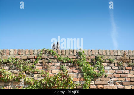 Due piccioni in piedi sulla sommità di un muro di mattoni sotto il cielo blu chiaro Foto Stock