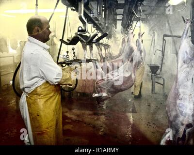 Lavoratori preparare gli animali dopo la macellazione in un steamy indistinto mattatoio interno Foto Stock