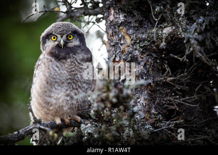 falco nordico (Surnia ulula) a Healy, Alaska, Stati Uniti Foto Stock