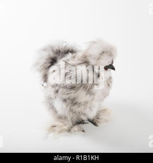 Fluffy splash silkie rooster Foto Stock