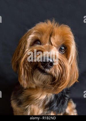 Yorkshire Terrier ritratto in primo piano della testa con una faccia buffa Foto Stock