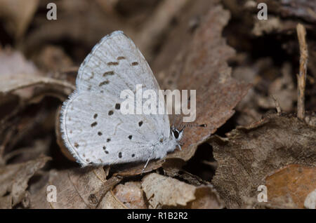 Estate Azure, Celastrina neglecta, femmina Foto Stock