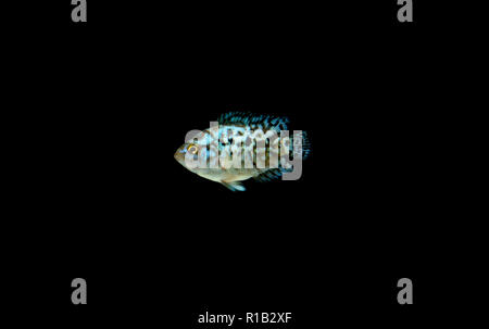 Baby blu elettrico jack Dempsey (Rocio octofasciata) Foto Stock