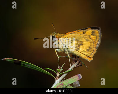 La fotografia macro di Giallo farfalla sulla ramoscello di pianta Foto Stock