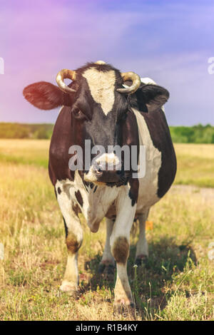 Grande nero-bianco mucca rappresenta di fronte al campo Foto Stock