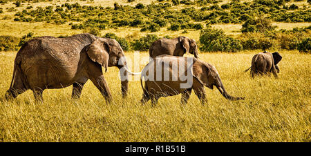 Vista panoramica di un gruppo di quattro elefanti africani camminando sulla savana Foto Stock