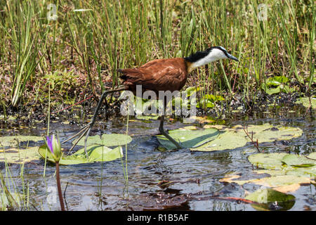 Jacana africana nella palude Mabamba, vicino all'acqua. Foto Stock