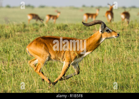 Kob (Kobus kob) jumping Foto Stock