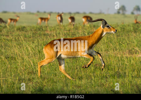 Kob (Kobus kob) in un impressionante salto Foto Stock