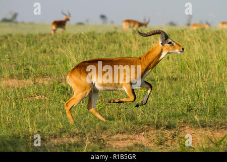 Kob (Kobus kob) in un impressionante salto Foto Stock