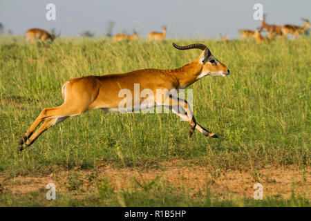 Kob (Kobus kob) in un impressionante salto Foto Stock