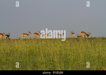 Kob (Kobus kob) pascolare nei prati Foto Stock