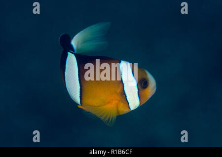 Clark, Anemonefish Amphiprion clarkii, Aer Perang sito di immersione, Lembeh Straits, Sulawesi, Indonesia Foto Stock