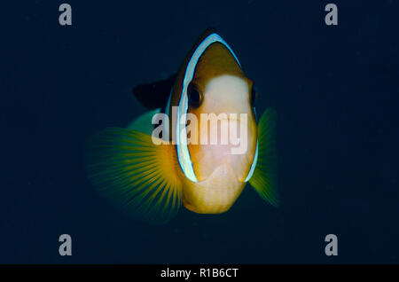 Clark, Anemonefish Amphiprion clarkii, Aer Perang sito di immersione, Lembeh Straits, Sulawesi, Indonesia Foto Stock