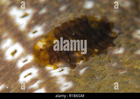 Parassiti scala Worm, Gastrolepidia clavigera, su Mare cetriolo, famiglia Holothuriidae, California Dreaming dive sito, Lembeh Straits, Sulawesi Foto Stock