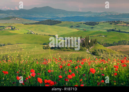 Molla di spettacolare paesaggio toscano, bellissimo campo di papaveri rossi e tipica casa in pietra vicino Siena città turistica, Pienza, Toscana, Italia, Europa Foto Stock