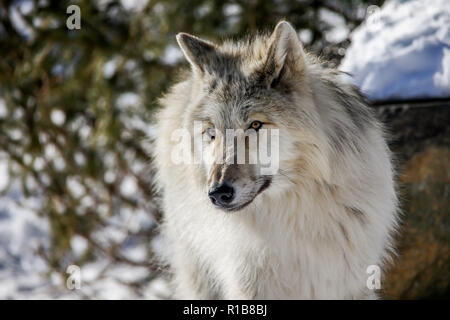 Canis lupus occidentalis - Canada/Rocky Mountain lupo grigio Foto Stock