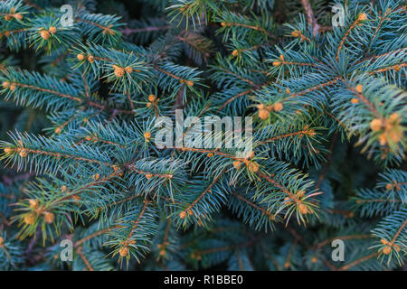 Albero di Natale sulla strada. senza la decorazione. Sfondo per design.Natale sta arrivando. Foto Stock