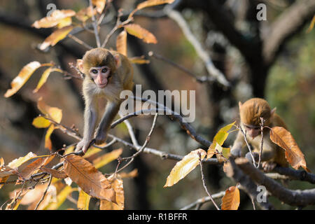 Lianyungang, cinese della provincia di Jiangsu. Decimo Nov, 2018. Le scimmie giocare su un albero a Huaguo Mountain Scenic Area in Lianyungang, est cinese della provincia di Jiangsu, nov. 10, 2018. Credito: Si Wei/Xinhua/Alamy Live News Foto Stock