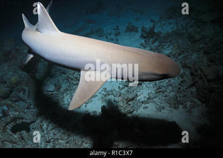 Whitetip reef shark (Triaenodon obesus) caccia nella subacquea notturna nella Grande Barriera Corallina in Australia Foto Stock