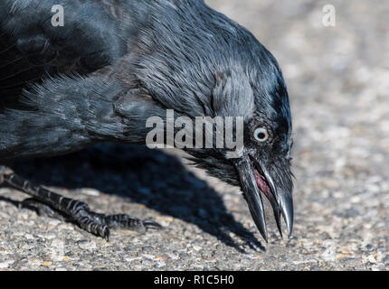 Primo piano della testa di un Carrion Crow (Corvus corone) beccare dalla massa per trovare cibo in autunno nel Regno Unito. Foto Stock