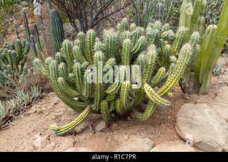 Un cochal (myrtillocactus cochal) nel Vecchio Mondo succulento Garden e il giardino di Baja, San Diego Zoo Safari Park, Escondido, CA, Stati Uniti d'America. Foto Stock