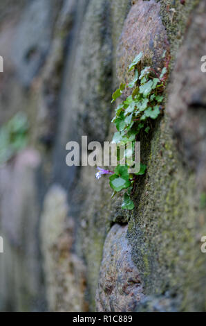 Piccola pianta cresce su un muro di pietra nel 'Treppenviertel'. Amburgo, Germania Foto Stock