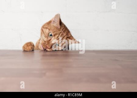 Naughty ginger cat rubare cibo da una tavola. Foto Stock