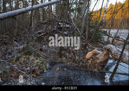 Beaver hut e castori gli alberi caduti nel tardo autunno sulla riva di un lago di foresta. Foto Stock