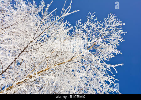 Smerigliato di ramoscelli di betulla contro un cielo blu Foto Stock