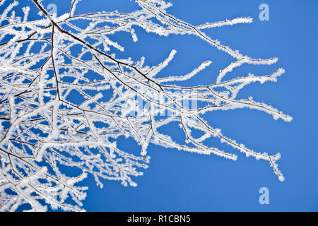 Smerigliato di ramoscelli di betulla contro un cielo blu Foto Stock